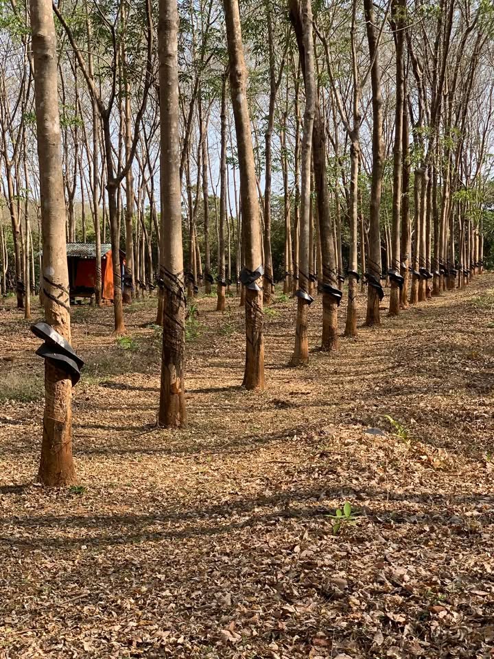 Farm 19800m² Ia Phang, Chư Pưh - Cao Su, Tiêu Thụ Chính, Sẵn Sàng Khai Thác