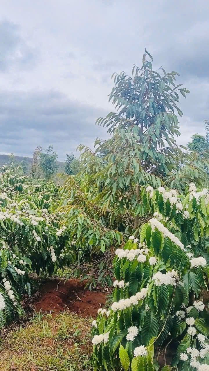 Đất Vườn Krông Búk, Đắk Lắk 28700m² - Đầu tư dài hạn!