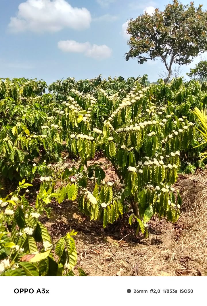 Đất nền Xã Nâm Nung Krông Nô 5000m² giá 1.9 tỷ - Sổ đỏ chính chủ