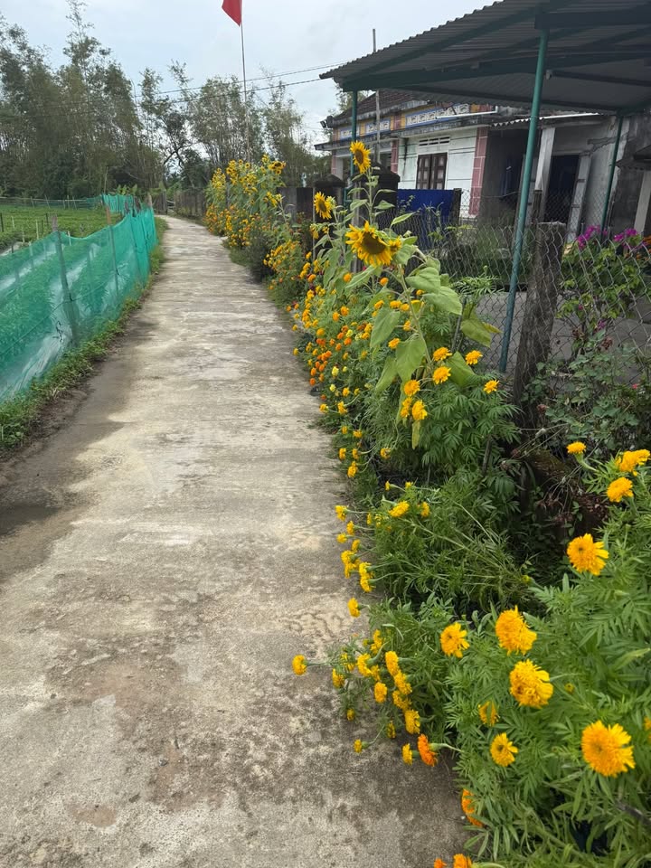 Bán Đất Phù Cát 120m² - Giá 2 Tỷ Dưới 3 Tỷ, Sổ Đỏ Sẵn Sàng