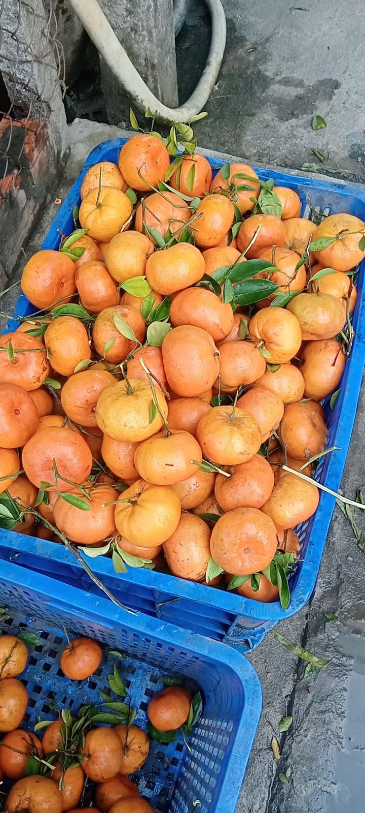 Đất nền Buôn Hồ 225m² mặt tiền Lạc Long Quân - Tiềm năng tăng giá!