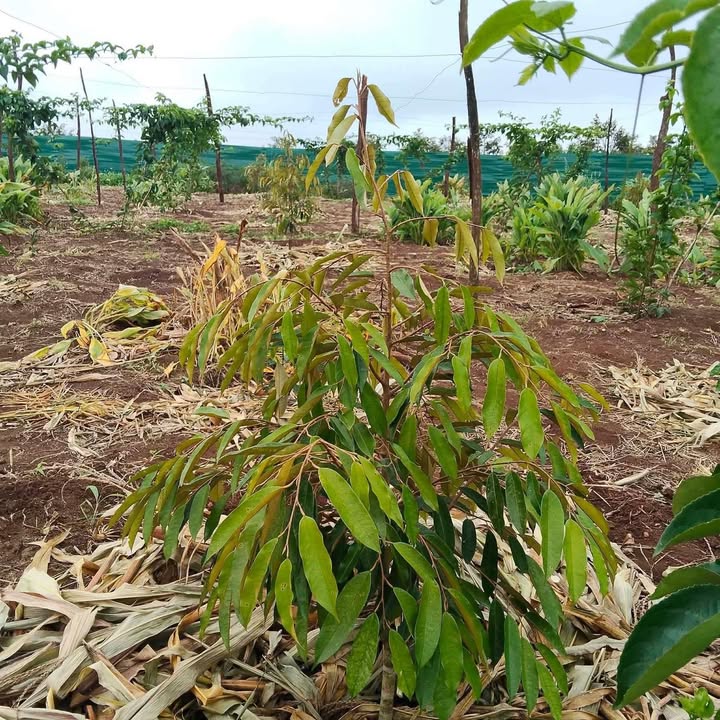 Đất Vườn Đắk Lắk 1620m² Giá 1.5 Tỷ - Sẵn Vườn Trái Cây Trĩu Quả