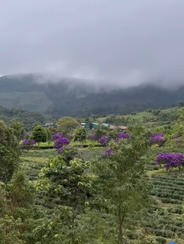 Đất nền Măng Đen Xã Hiếu 1000m² - Đất thổ cư 100% view săn mây!