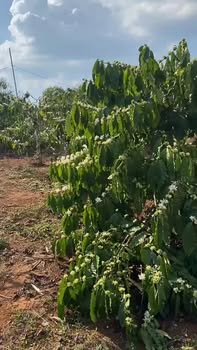 Bán Đất Vườn Đắk Lắk 10400m² - Full Cà Phê, Sầu Riêng - Giá Chỉ 9xx Triệu