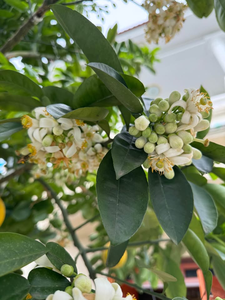 Đất nền Song Vân Lập Thạch 161m² - Đường to ô tô, sổ đỏ chính chủ!