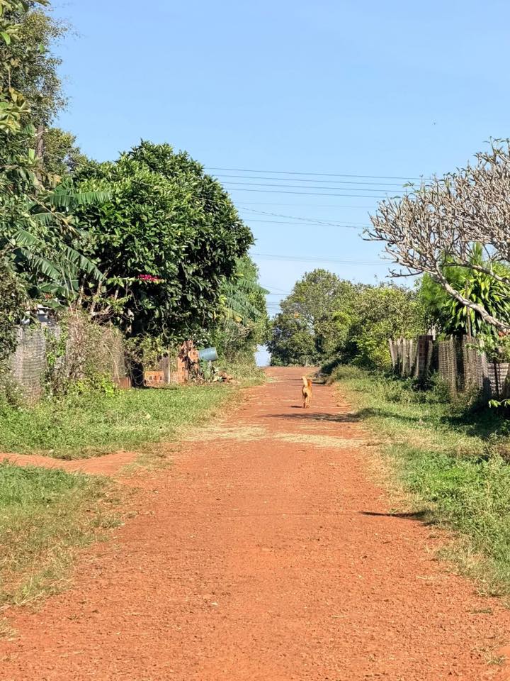 Đất Nền Xã Glar, Đăk Đoa - Sẵn Sổ, 300m², Giá 7xx Triệu