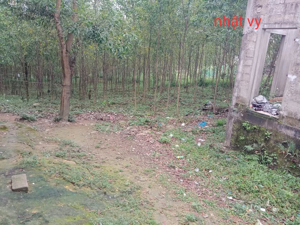 Đất nền Bình Điền, Hương Trà 1000m² - Tiềm năng tăng giá vượt trội!