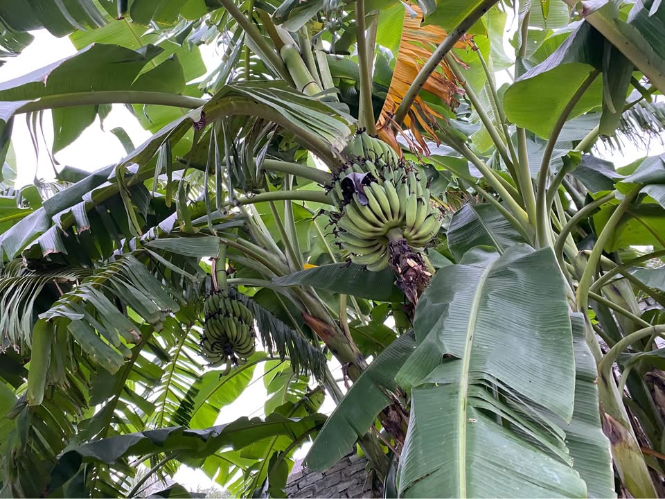 Đất nền Xích Thổ, Nho Quan 300m² - Đường to ô tô tránh nhau!