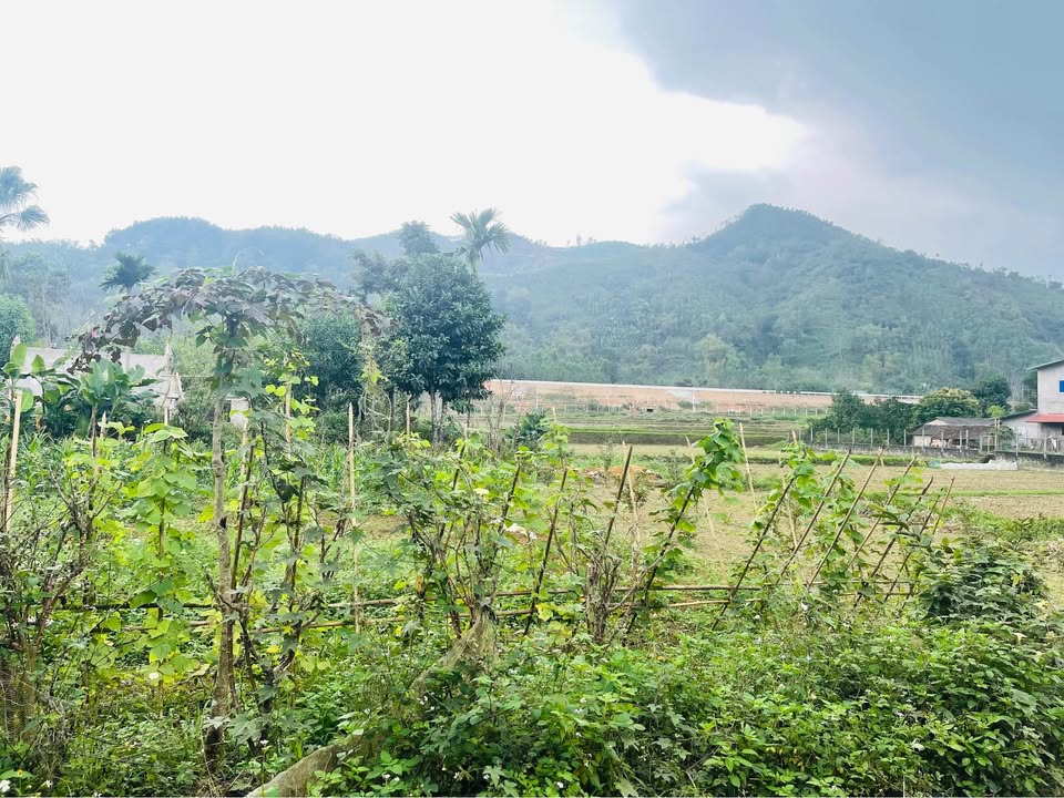 Đất nền An Tường, Tuyên Quang 121m² - Tiềm năng tăng giá vượt trội!