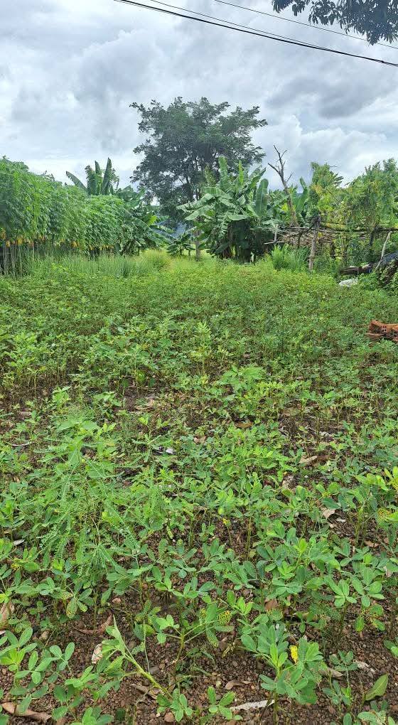 Đất nền 210m² tại Tân Nghĩa, Di Linh - Sổ đỏ sẵn sàng, giá đầu tư