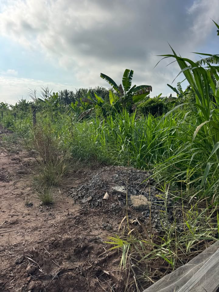 Bán đất 150m² sổ hồng sẵn, cách chợ 40m tại Tân Phú Đông, Tiền Giang