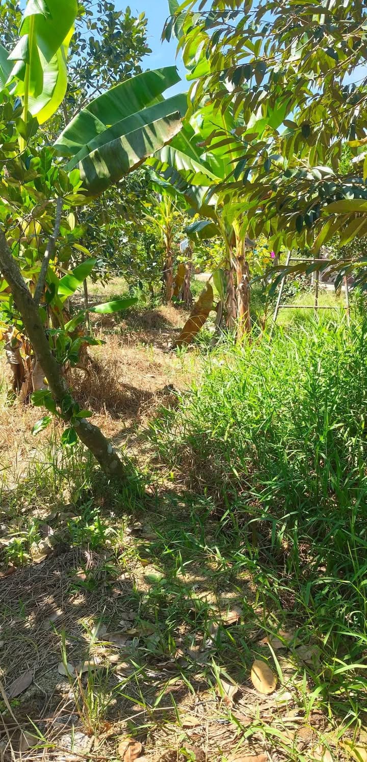 Đất Vườn 600m² Đông Hòa Hiệp Cái Bè - Giá 600 Triệu Bao Sổ