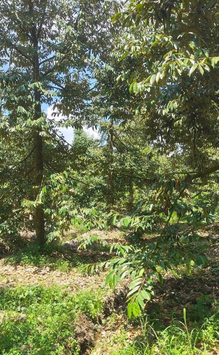 Cho thuê Vườn Sầu Riêng Cái Lậy - 70 Gốc Đẹp, Hợp đồng 10 Năm