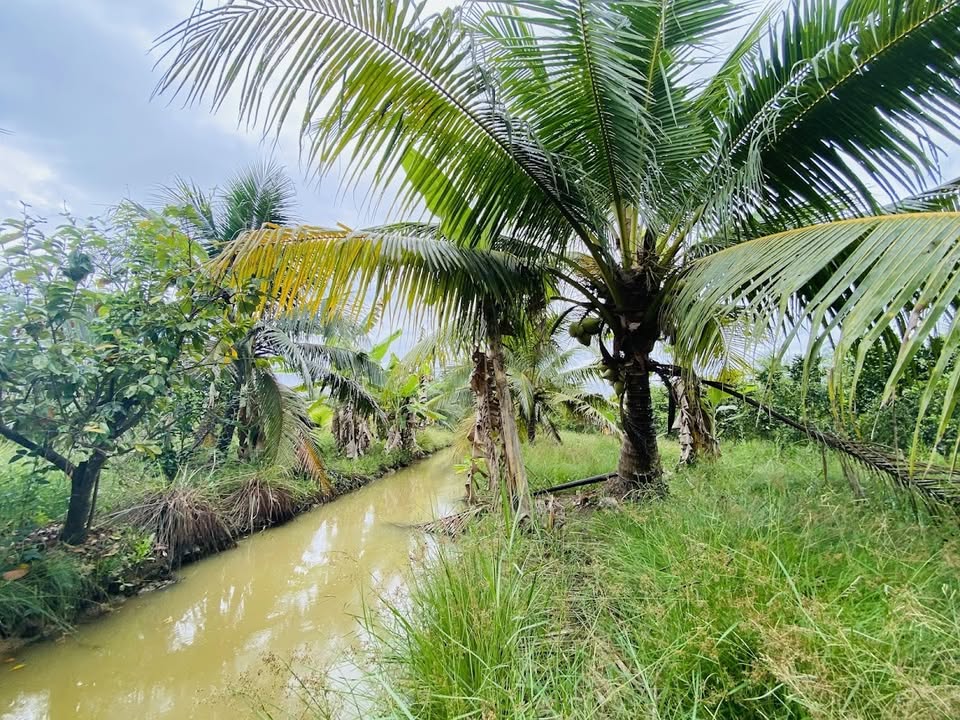 Bán Đất Vườn Dừa Vĩnh Long 1050m² - Giá 999 Triệu, Sổ Hồng Sẵn Sàng