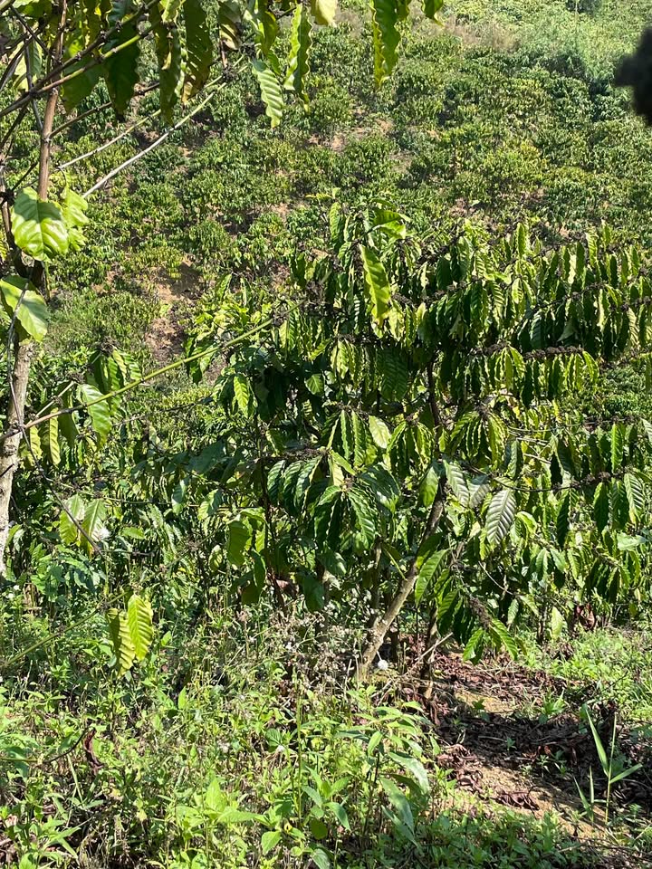 Bán Đất Vườn 3240m² Xã Đạ Tông, Đam Rông - Giá 850 Triệu