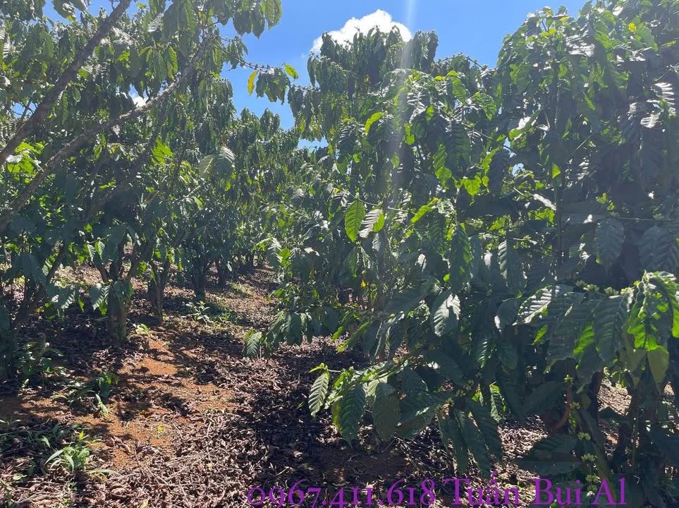 Bán Đất Vườn Lộc Ngãi Bảo Lâm 8000m² - Sổ Đỏ Chính Chủ - Giá Đầu Tư