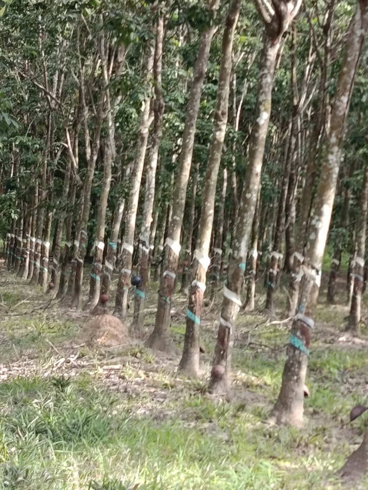 Đất Vườn Cao Su Lộc Thành 1.4ha, Giá 1.8 Tỷ - Sổ Đỏ Chính Chủ!