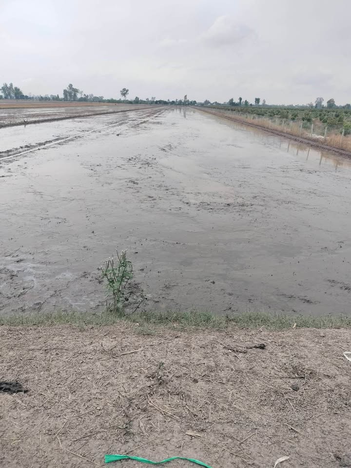 Đất Vườn Thanh Mỹ, Đồng Tháp - 14.000m² Mặt Tiền Sông, Giá Đầu Tư 3.5 Tỷ