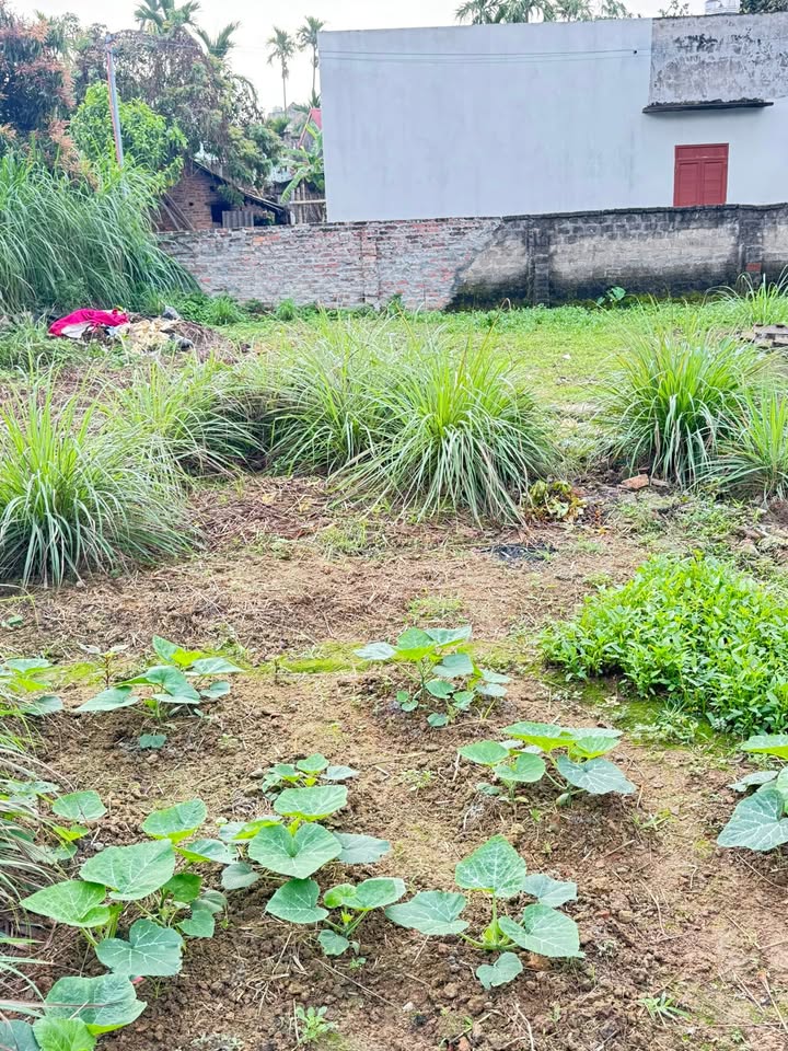 Đất nền An Điền Xuân, An Lão 81m² - Giá tốt, đường ô tô tải