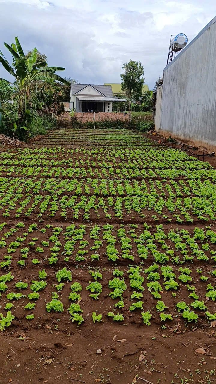 Đất Hẻm Lê Duẩn, Pleiku 145.8m² - Sổ Hồng Sẵn Sàng, Giá Tốt