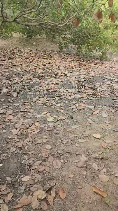 Bán Đất Vườn Ia Lâu, Chư Prông 2.7ha - Tiềm Năng Kinh Tế Vượt Trội