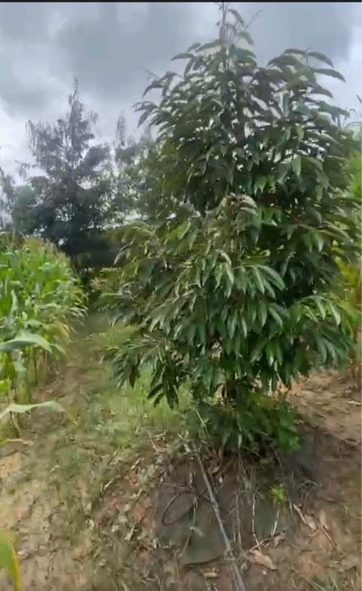 Rẫy Hòa Thành Krông Bông 1.1ha - Cơ hội đầu tư dài hạn!