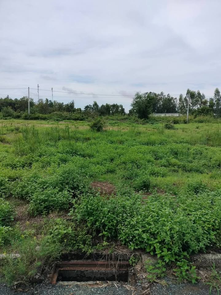 Đất nền Tháp Mười, Đồng Tháp - 100m² full thổ, giá 1.2 tỷ/nền