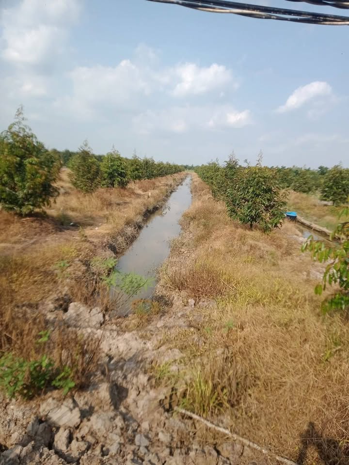 Đất Vườn 7500m² Đồng Tháp - Sổ Hồng Sẵn Sàng, Giá Tốt