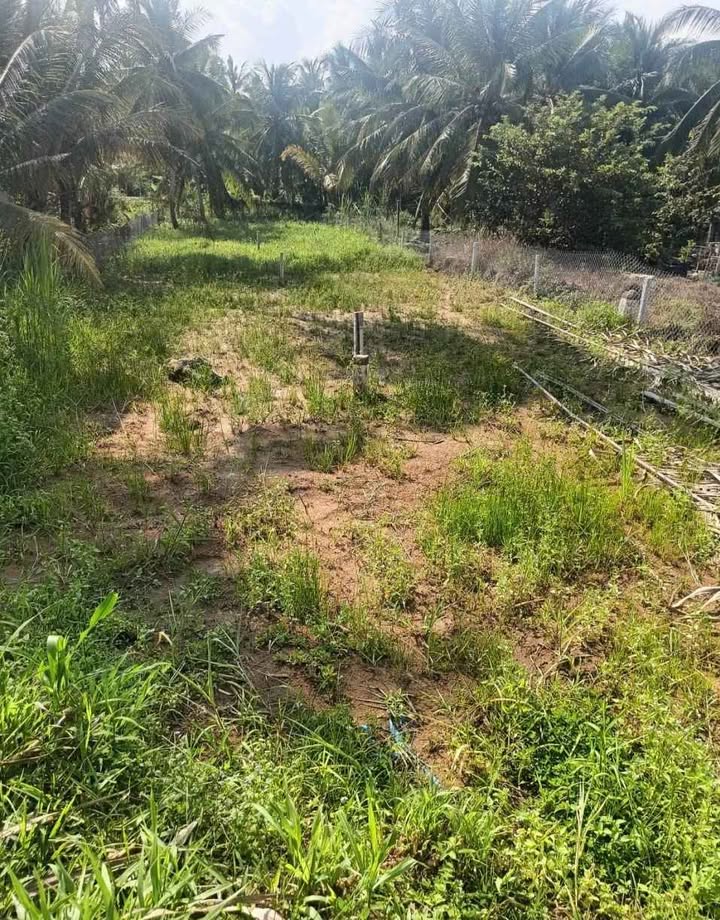 Đất mặt tiền Tỉnh lộ 909 Vĩnh Long 196m² chỉ 539 triệu - Sổ đỏ sẵn sàng