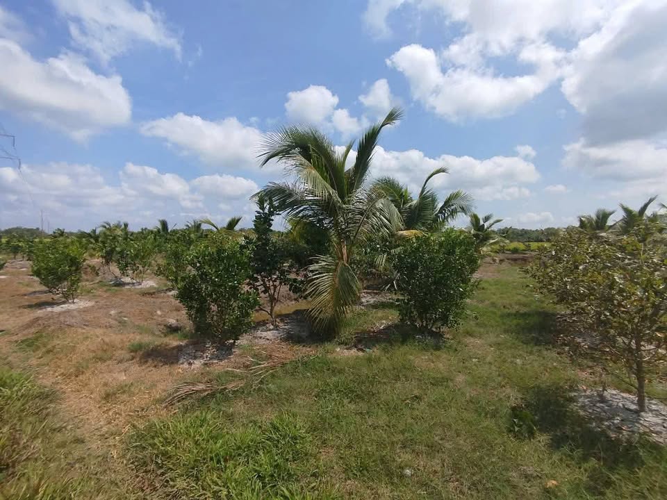 Bán Đất Vườn 3000m² Trà Vinh - Trồng Dừa, Tắc, Bưởi - Giá 800 Triệu