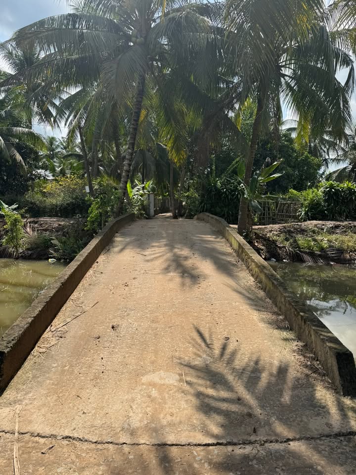 Đất Vườn Dừa Ấp 2 Phong Phú Cầu Kè 2891m² - Đường To Ô Tô Tới Đất!