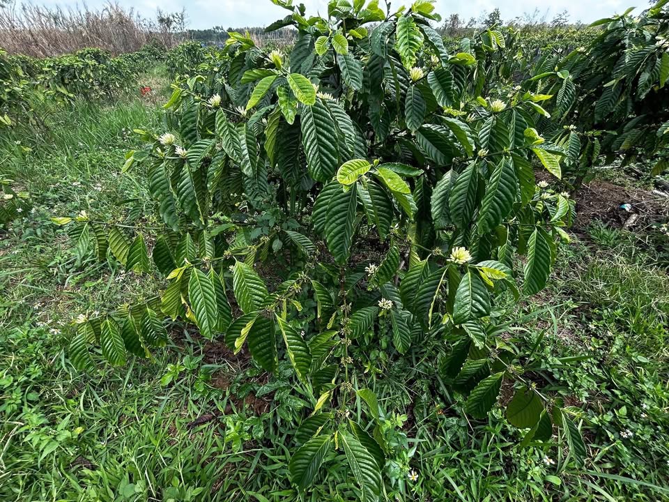 Đất vườn Tân Lập Krông Búk 5000m² - Nghỉ dưỡng lý tưởng!