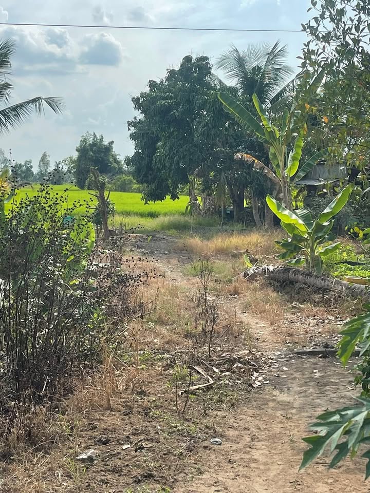 Đất Ruộng 8692m² Xã Trường Xuân, Cần Thơ - Tiềm năng tăng giá vượt trội!