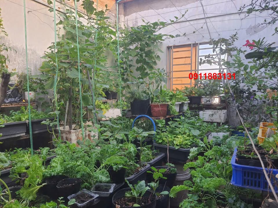 Nhà Mặt Tiền Đường X1 Thuận An 91m² giá 8 tỷ - Kinh doanh đắc địa!