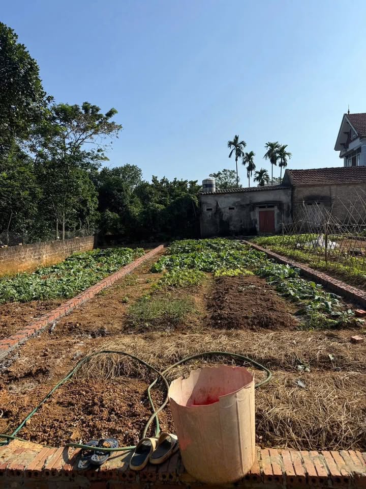 Đất Nền Tiên Phong Ba Vì 106m² - Cắt Lỗ Sâu, Sẵn Sổ Hồng