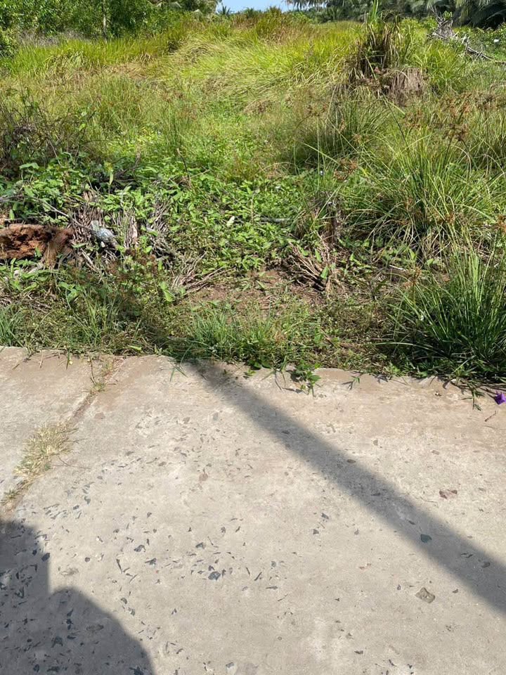 Đất nền Long Hòa, Bình Đại 1000m² giá 550 triệu - Sổ đỏ chính chủ!