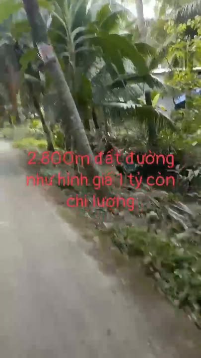Bán Gấp Đất Vườn Dừa Châu Bình, Bến Tre - 2800m² Giá Chỉ 1 Tỷ