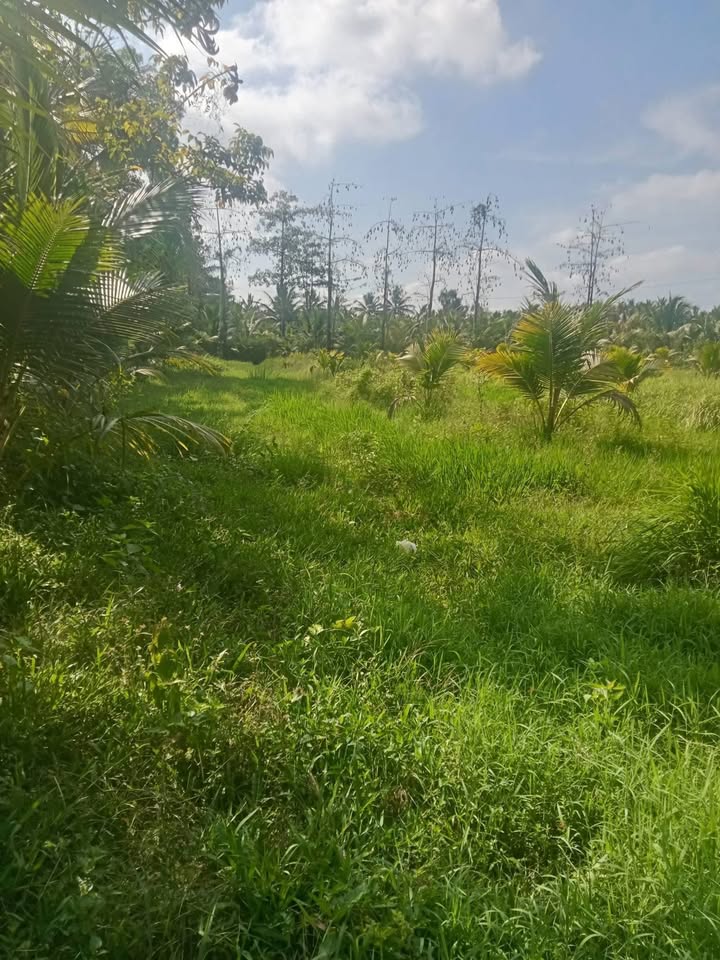 Bán Gấp Đất Vườn 2900m² Bến Tre - Tiềm Năng Chăn Nuôi, Giá 3 Tỷ