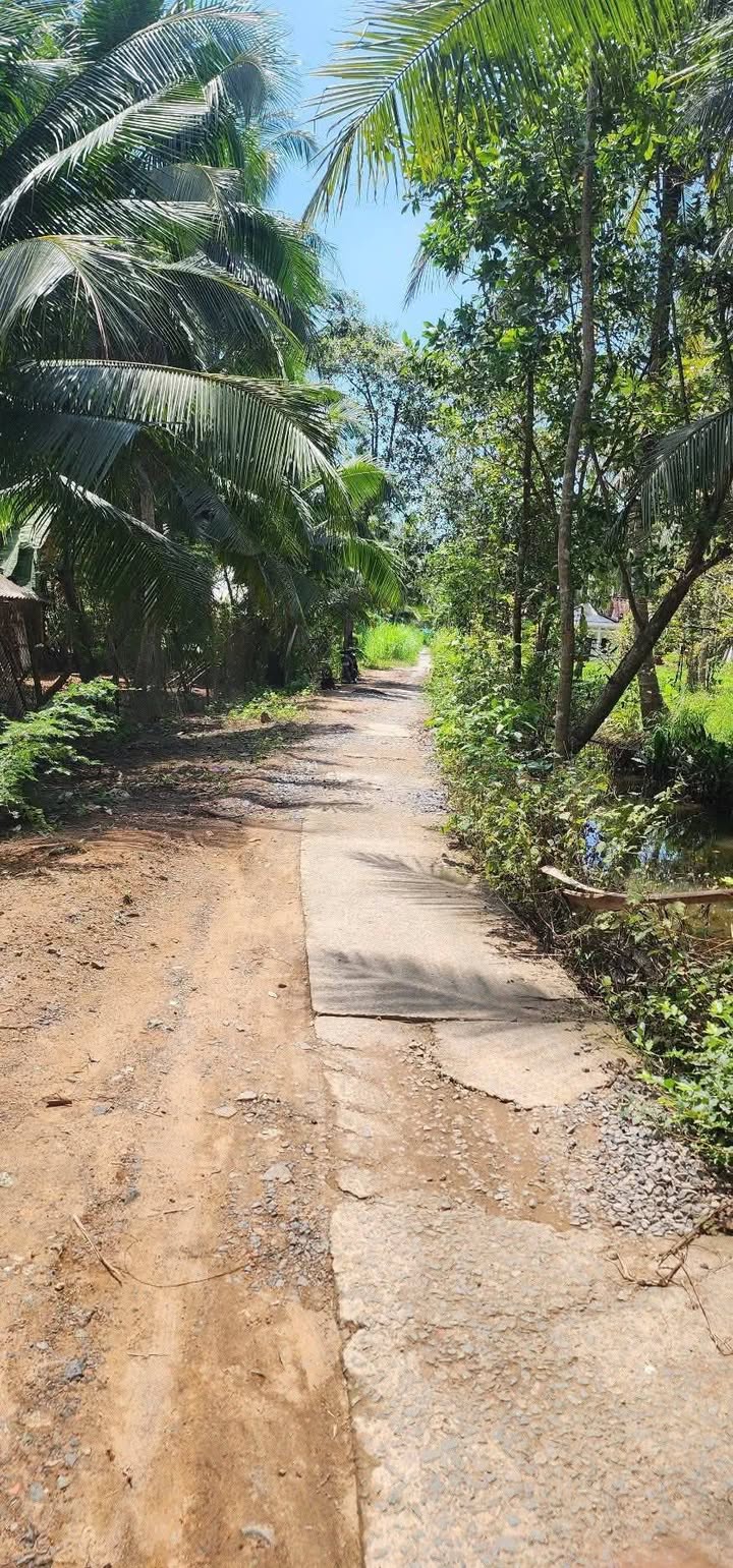 Đất Vườn Dừa Bến Tre 6027m² - Sổ Đỏ Riêng, Mặt Tiền Rộng 152m