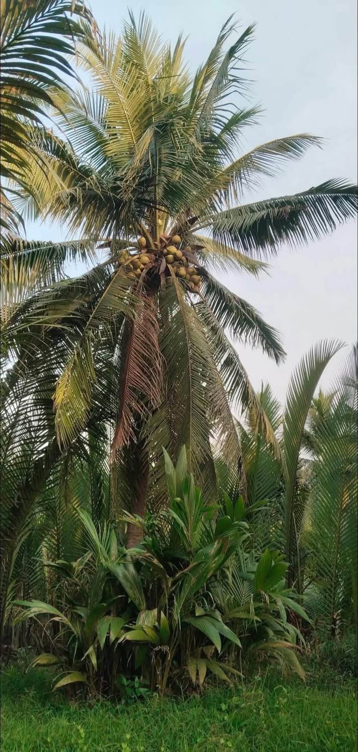 Đất nền An Qui, Mỏ Cày Nam 6347m² - Tiềm năng tăng giá vượt trội