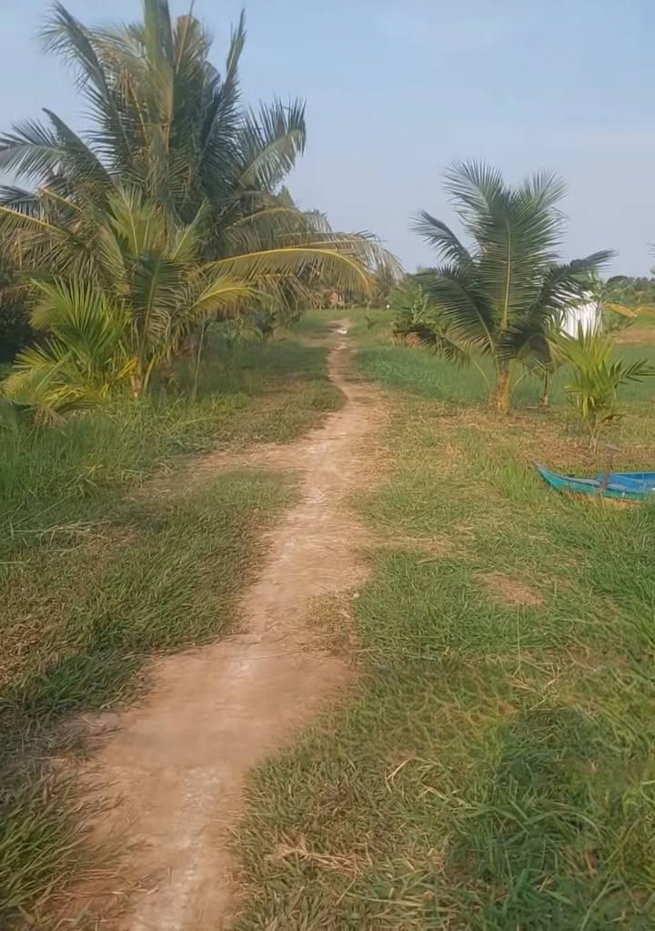 Đất vườn Tân Xuân Ba Tri 2236m² giá 559 triệu - Nghỉ dưỡng lý tưởng!