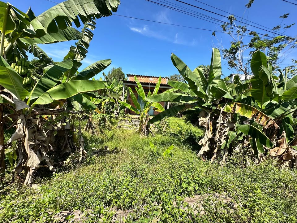 Bán Đất Vĩnh Long 390m² - Đường Xe Hơi, Sổ Đỏ Rõ Ràng