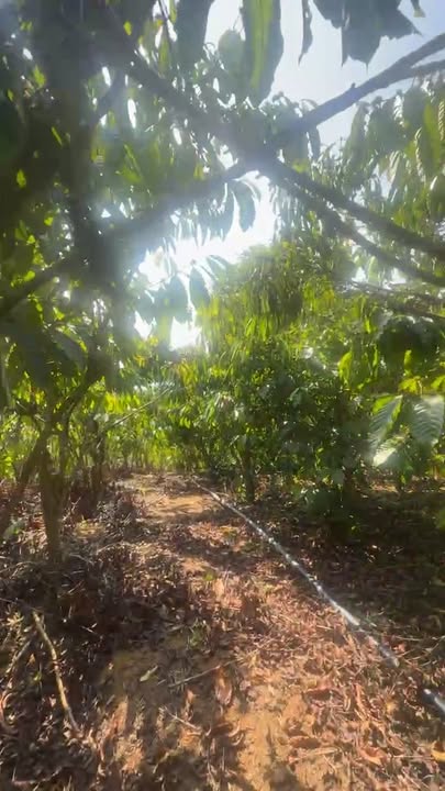 Đất Farm Tân Thanh, Lâm Hà 1.8ha giá 4.5 tỷ - Nghỉ dưỡng lý tưởng!