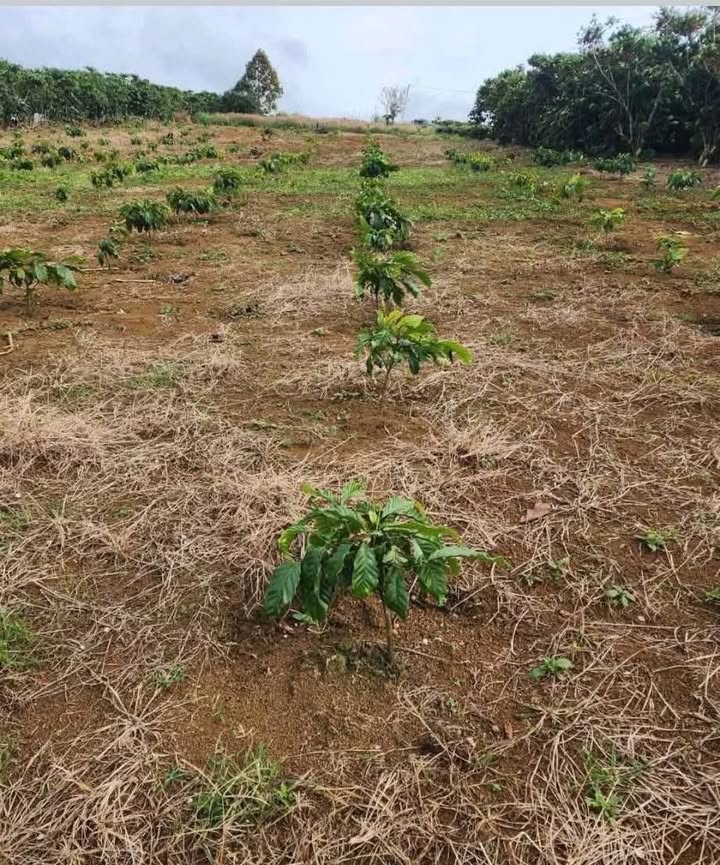 Đất Lộc Ngãi Bảo Lâm 360m² - Sổ Đỏ Sẵn Sàng - Giá Đầu Tư 450 Triệu