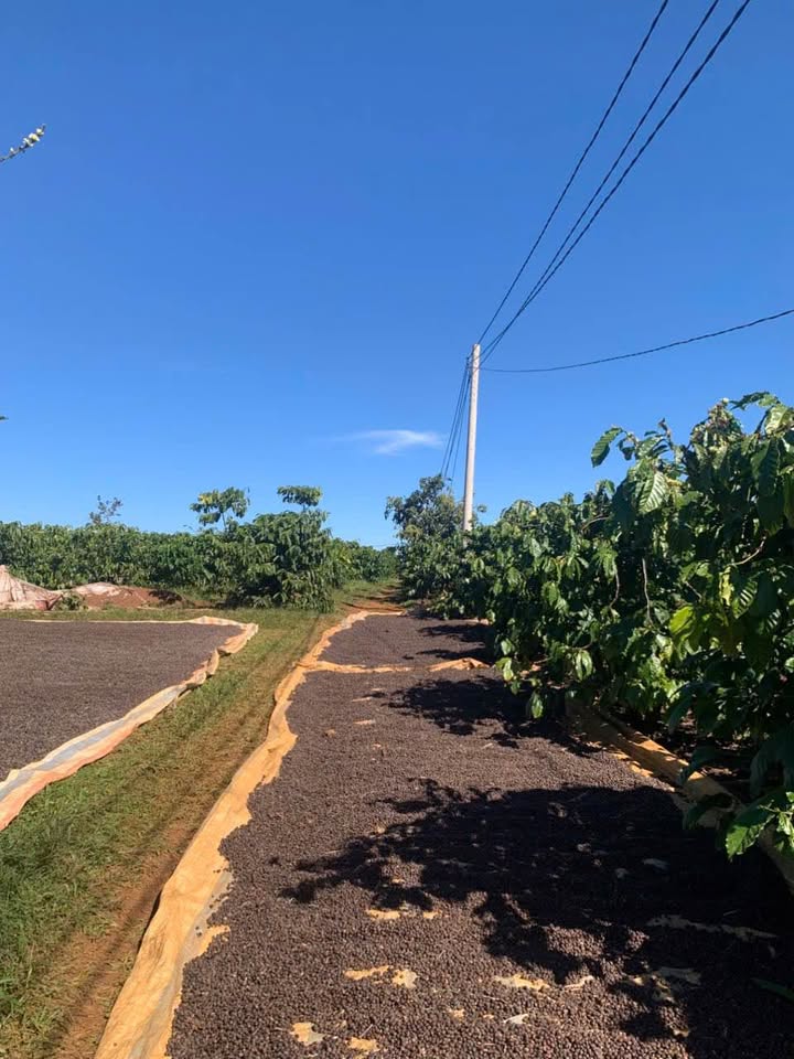 Đất Lộc Tân Bảo Lộc 6500m² - Sổ Đỏ Sẵn Sàng - Giá Tốt Đầu Tư