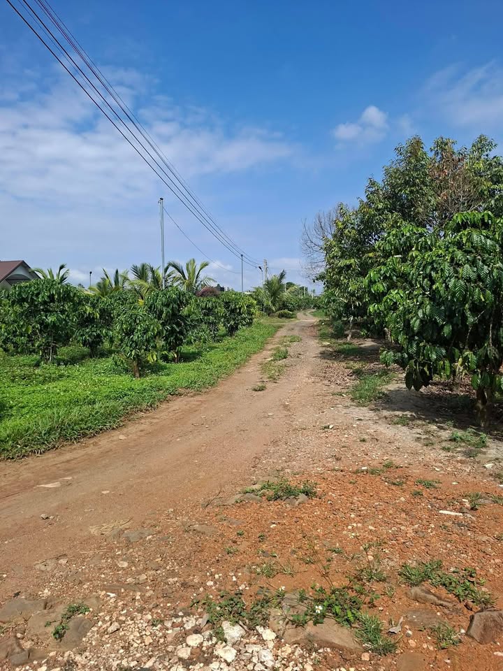 Bán Đất Vườn 12400m² Phường 1 Bảo Lộc - Sổ Hồng Sẵn Sàng