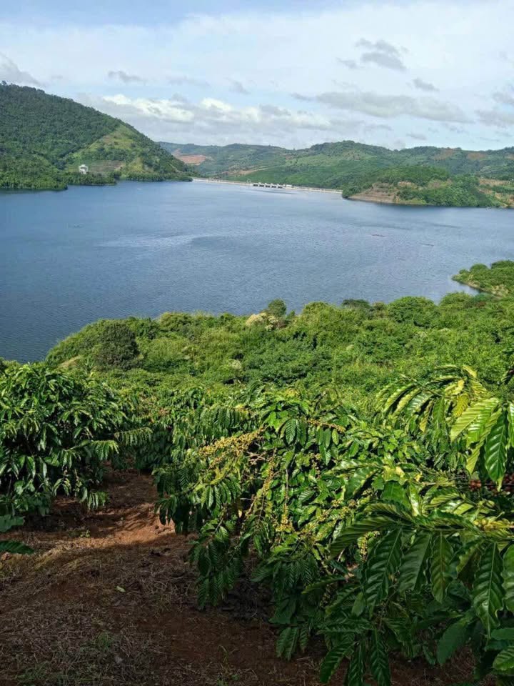 Bán Đất Vườn Đắk Nông 3ha - Sổ Đỏ Chính Chủ, Mặt Tiền Hồ