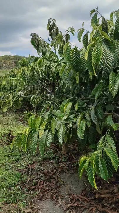 Bán Gấp 1.3ha Đất Vườn Cafe Liên Đầm, Di Linh - Sổ Đỏ Sẵn Sàng