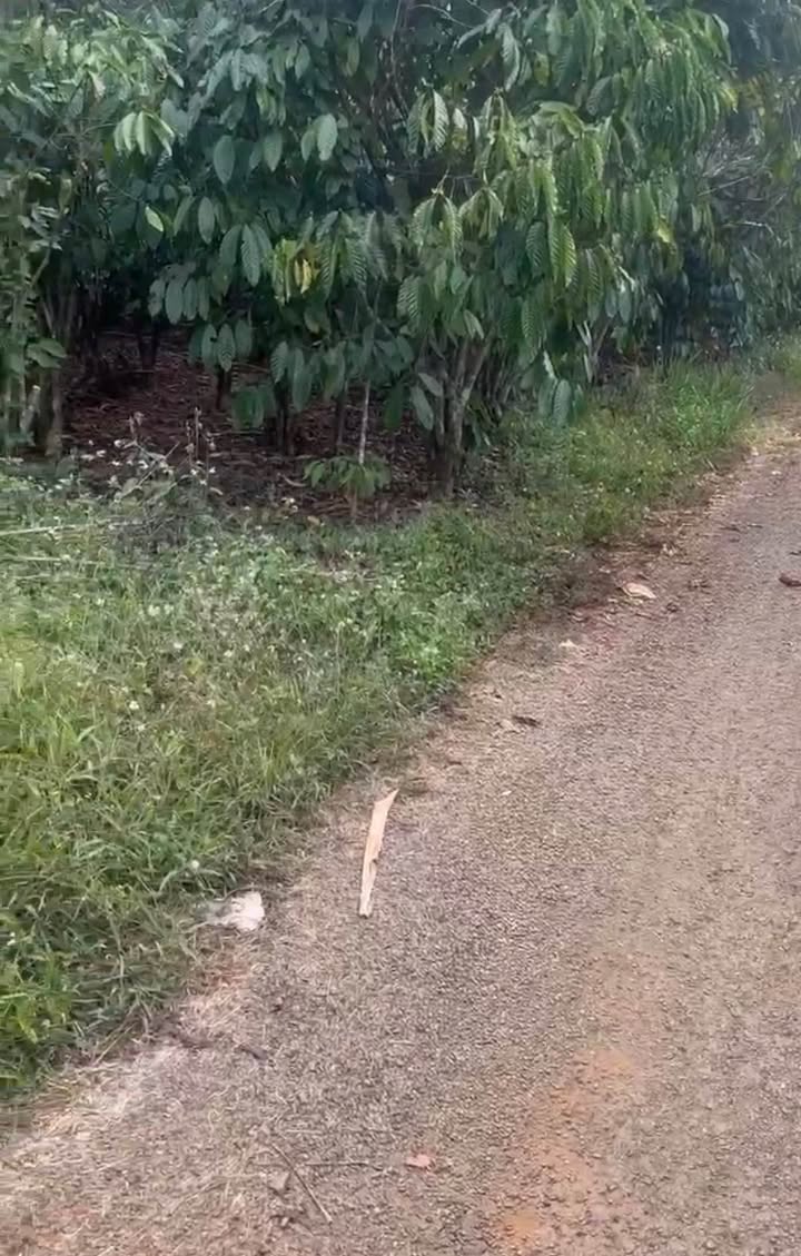 Đất vườn Lộc An Bảo Lâm 1.1ha giá 7.6 tỷ - Nghỉ dưỡng lý tưởng!