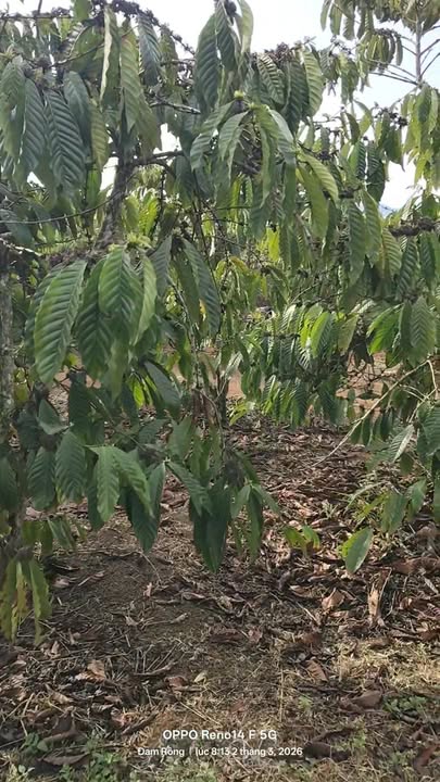 Đất Vườn Đạ K' Nàng, Lâm Đồng 2160m² - Đầu Tư Dài Hạn Sinh Lời!